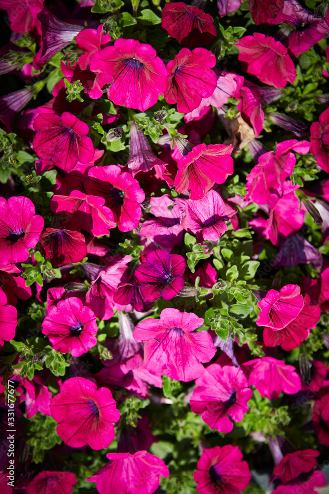 pink flowers in the garden pink flowers in the garden