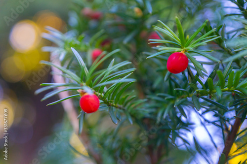 A close-up of an evergreen ornamental yew tree with red fleshy berry-like arils that are eaten by birds. Seeds and leaves are poisonous. Seen in Tallinn, Estonia.