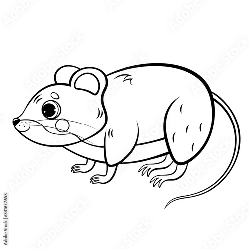 Coloring page outline of cute cartoon forest vole or mouse. Vector image isolated on white background. Coloring book of forest wild animals for kids