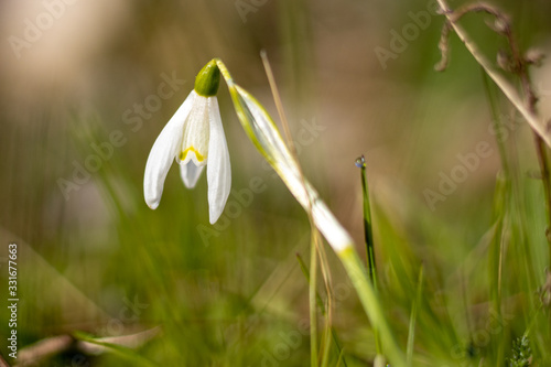 Snowdrop (Galanthus) in the garden