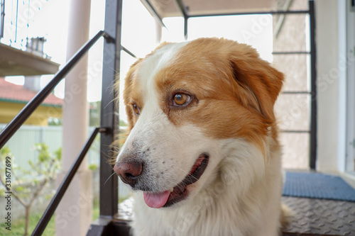 Orange and white dog in a photo shoot