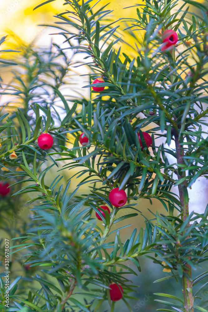 A close-up of an evergreen ornamental yew tree with red fleshy berry ...