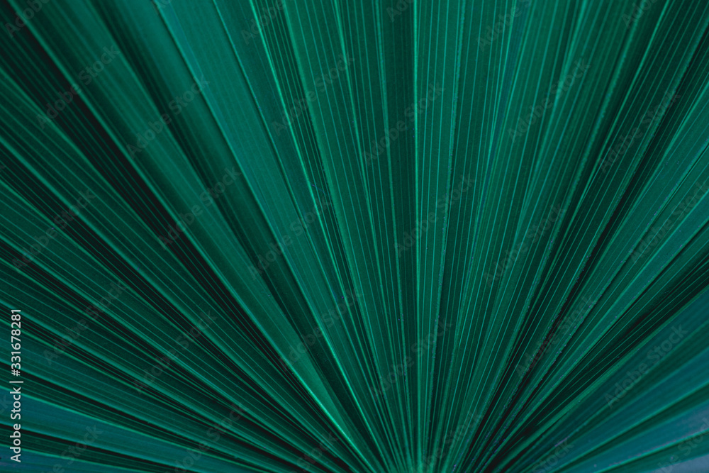 Obraz premium abstract green leaf texture, dark blue tone nature background, tropical leaf
