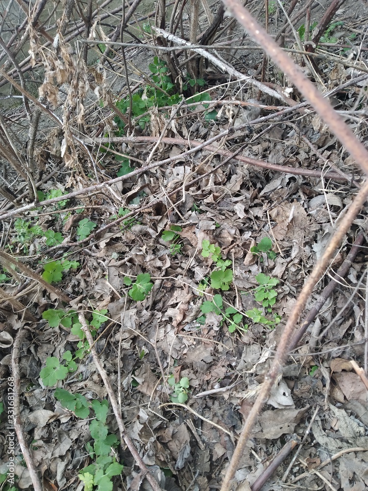 anthill in the forest anthill in the forest