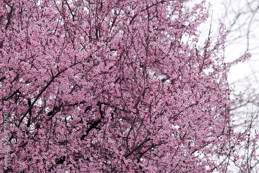 flowering tree in spring with pink flowers on a background of bright sky flowering tree in spring with pink flowers on a background of bright sky