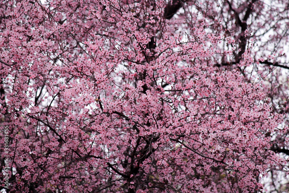 Japanese cherry blossoms in spring with beautiful pink flowers on gnarled tree branches in Sochi Japanese cherry blossoms in spring with beautiful pink flowers on gnarled tree branches in Sochi