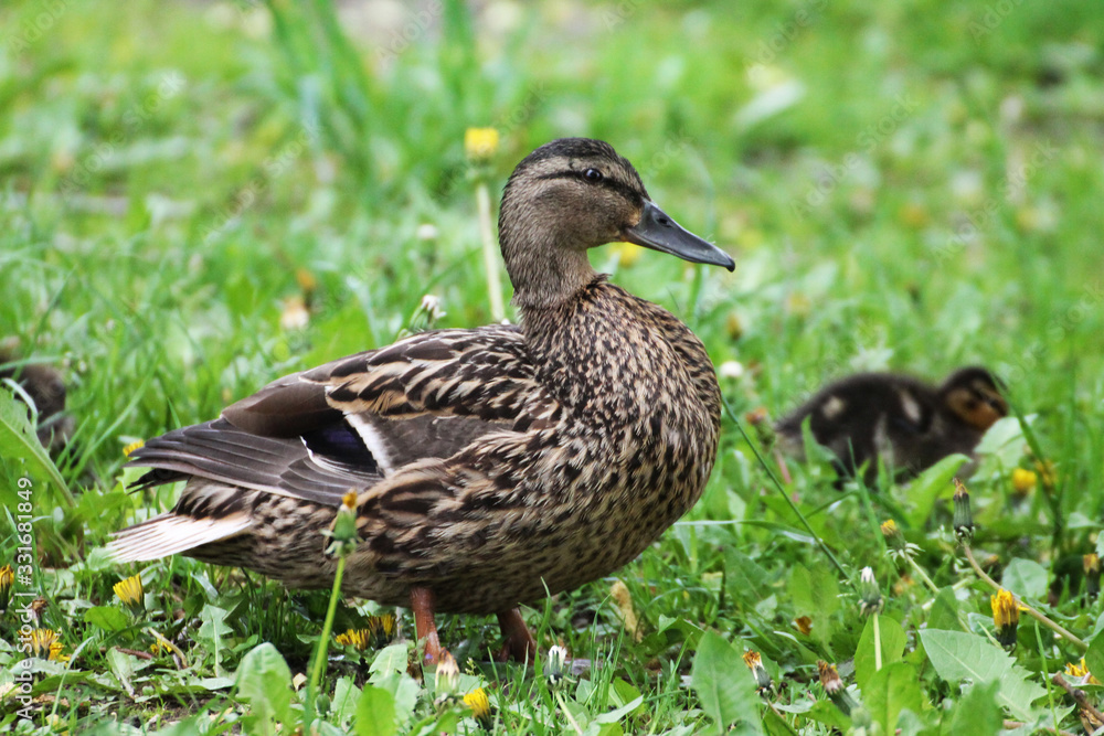 Duck family (female and chicks) walking through the grass Duck family (female and chicks) walking through the grass