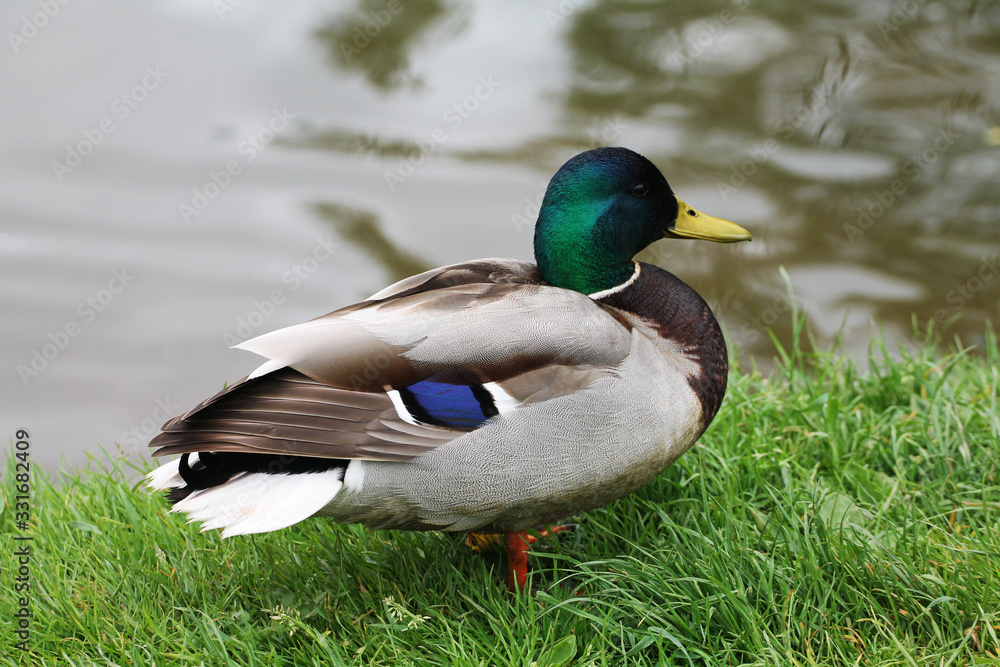 Fototapeta premium The duck (male) flaunts the river bank and basks in the sun.