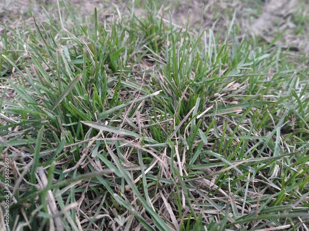 green grass with dew green grass with dew