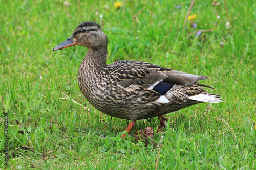 A duck (female) is looking for food for their darlings.