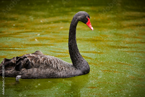 Black swan at water area 