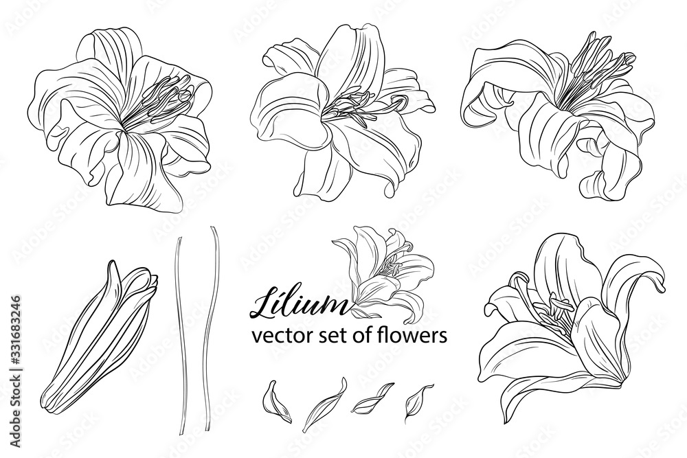 vector set of flowers and Lily buds. Lílium.