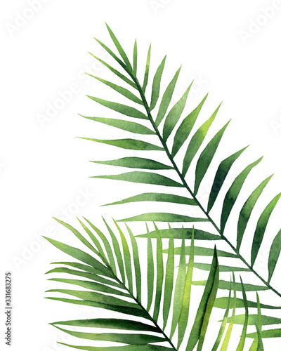 Tropical palm fronds. Exotic plant detail for card, postcard, invitation, greeting, pattern. Watercolour illustration on white background. © Anna