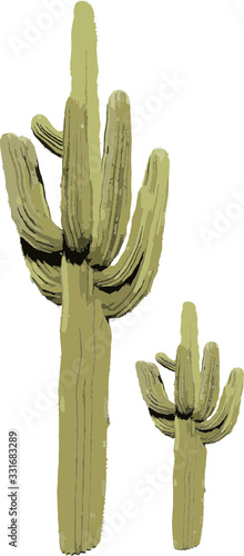 large desert cactus