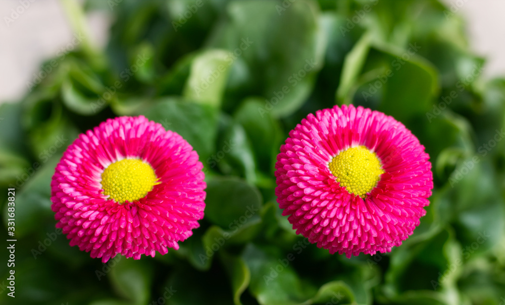 Belli Gänseblümchen Tausendschön Belli Gänseblümchen Tausendschön
