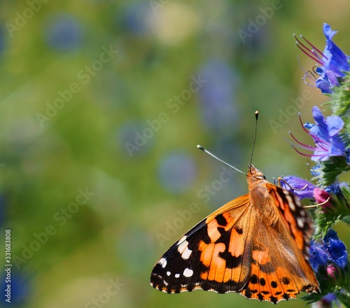 butterfly on flower © Станислав 