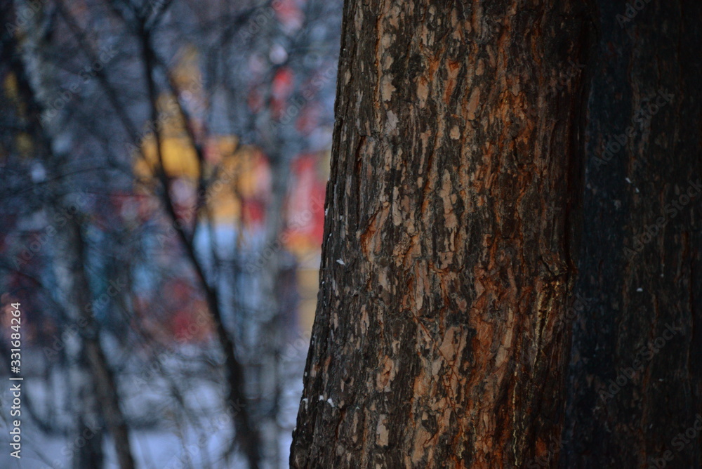 the bark of the tree on blurred background buildings