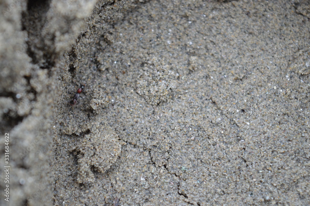 nsect on liquid sand nsect on liquid sand