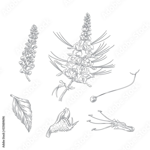 Cat's Whiskers' Elegant White Flower Blooming (Orthosiphon Aristatus) Herbarium Vector Illustration. A Herbarium is a Collection of Preserved Plant Specimens And Associated Data Used For Scientific