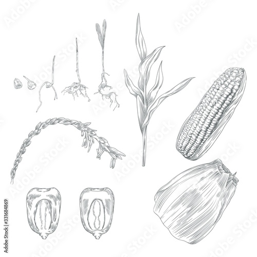 Set Of Corn Herbarium Vector Illustration. A Herbarium is a Collection of Preserved Plant Specimens And Associated Data Used For Scientific