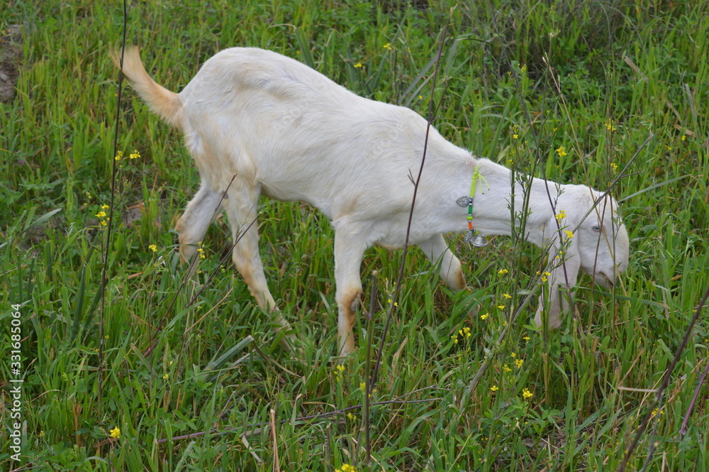white goat on a meadow white goat on a meadow