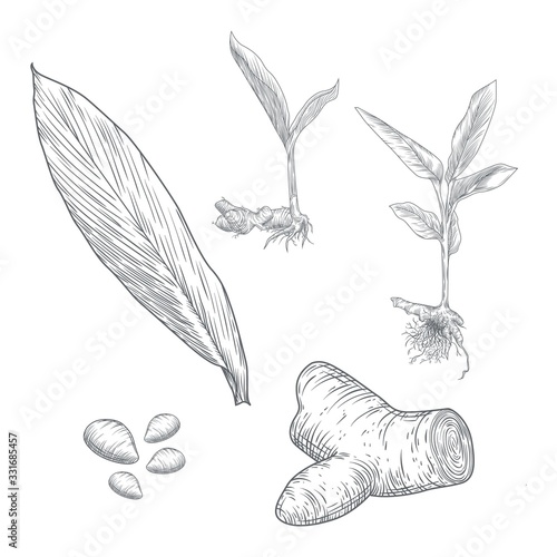 Set Of Herbarium Hand Drawn of Turmeric Roots, Lives And Flowers in Black Color Isolated. A Herbarium is a Collection of Preserved Plant Specimens And Associated Data Used For Scientific
