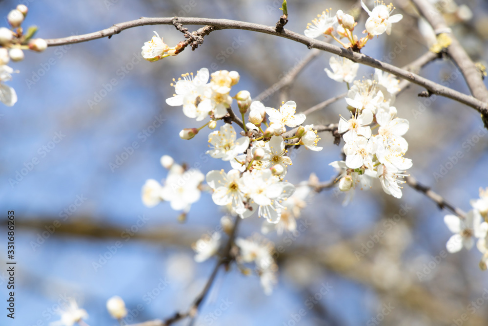 Spring sunny day. Fruit trees bloom, the air is warm and sweet. Blue sky. Smelly.