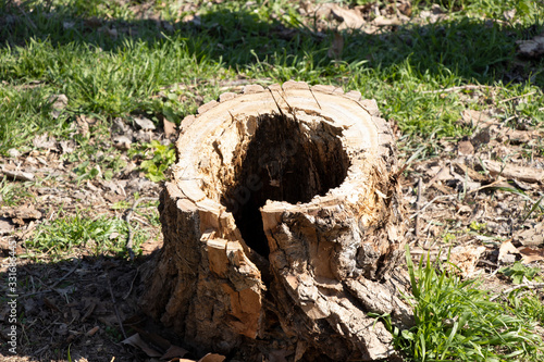 Spring sunny day. Felling a tree. A stump with a hole inside. Green grass around. Spring.