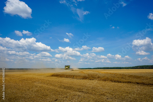 Wheat field. the harvester rides across the field and collects grain. Background. Harvesting.