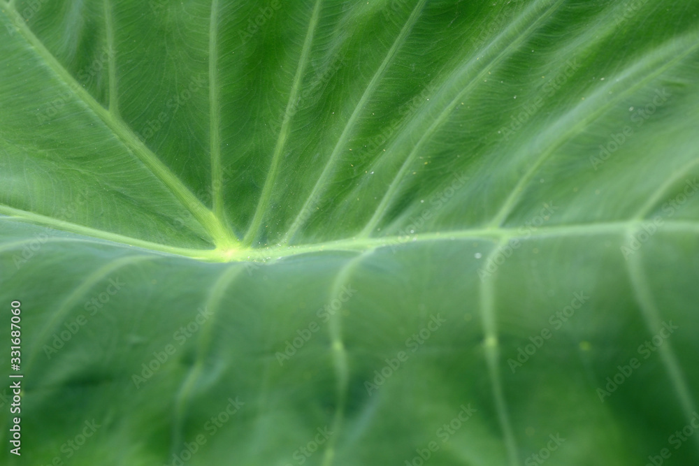 Nature view of tropical green leaf. Nature view of tropical green leaf.