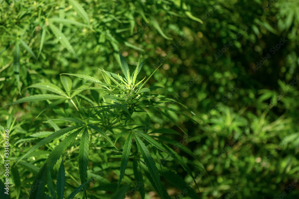young cbd plant in the morning sun young cbd plant in the morning sun