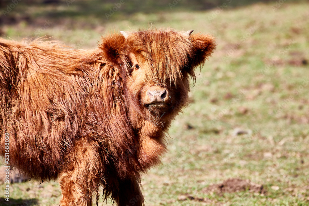 Fototapeta premium cattle horns brown hairy scottish highlands