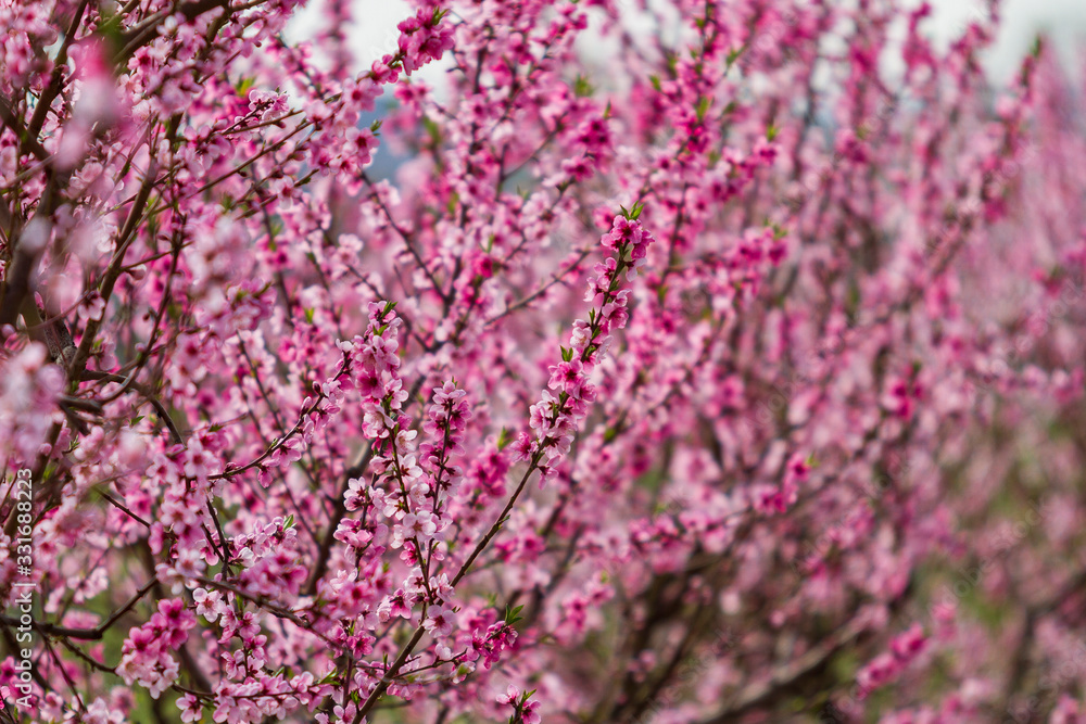 Blooming pink flowers and peach trees in the orchard.