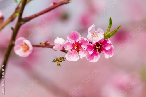 Close-up of branch with flowers of peach in orchard, on which flies bee. Background is pink.