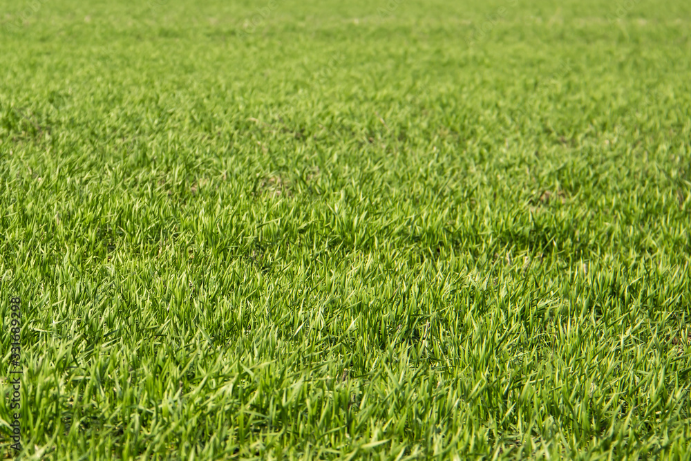 Beautiful field of green grass against background. Green grass pattern can be used in design.