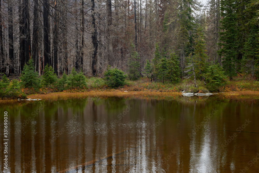 Burned forest view around small lake. Indian Heaven wilderness in Washington state in the USA. Burned forest view around small lake. Indian Heaven wilderness in Washington state in the USA.