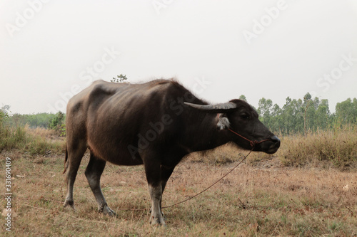 Wallpaper Mural Black buffalo in the field. Torontodigital.ca