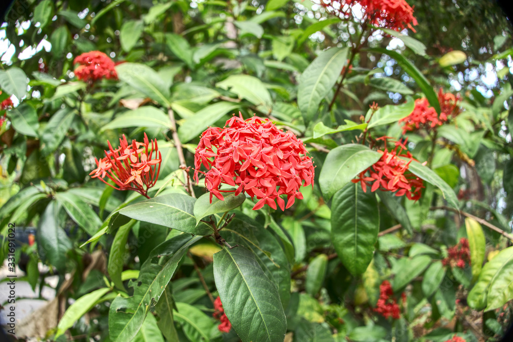 Thailand National Park Flower, trees and animals Thailand National Park Flower, trees and animals