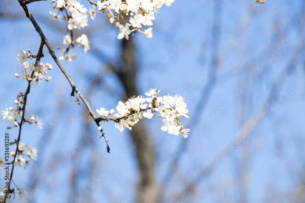 A bee collects pollen on spring flowers. Blooming trees. A bee collects pollen on spring flowers. Blooming trees.