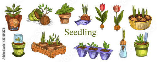 Vector gardening set with various seedlings in the pots, baskets, box and glasses. Isolated on white. Sprouts, leaves, flowers and tulip bulbs in colorful engraving style. For shops, markets, logos.