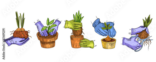 Vector stock set with hands in gloves putting the sprout into the pot and cutting the roots. Illustration with house and garden plants repot process in engraving vintage style. Isolated on white.