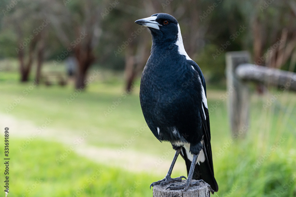 Obraz premium Australian Magpie, Gymnorhina tibicen, perched on fence in Kennett River, Victoria, Australia