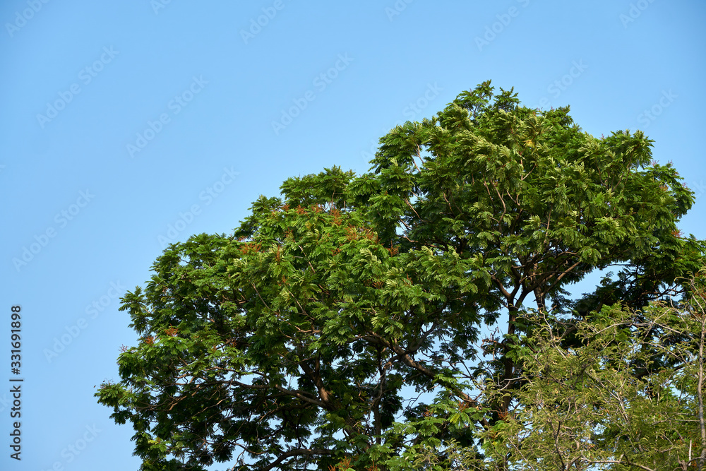 Thailand National Park Flower, trees and animals