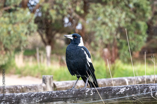 Australian Magpie, Gymnorhina tibicen, perched on fence in Kennett River, Victoria, Australia photo