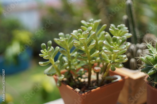 A bright and vibrant Sedum rubrotinctum succulent, or Jelly Bean Plant, in a brown pot, with other blurred plants in the background, creating a natural garden scene.