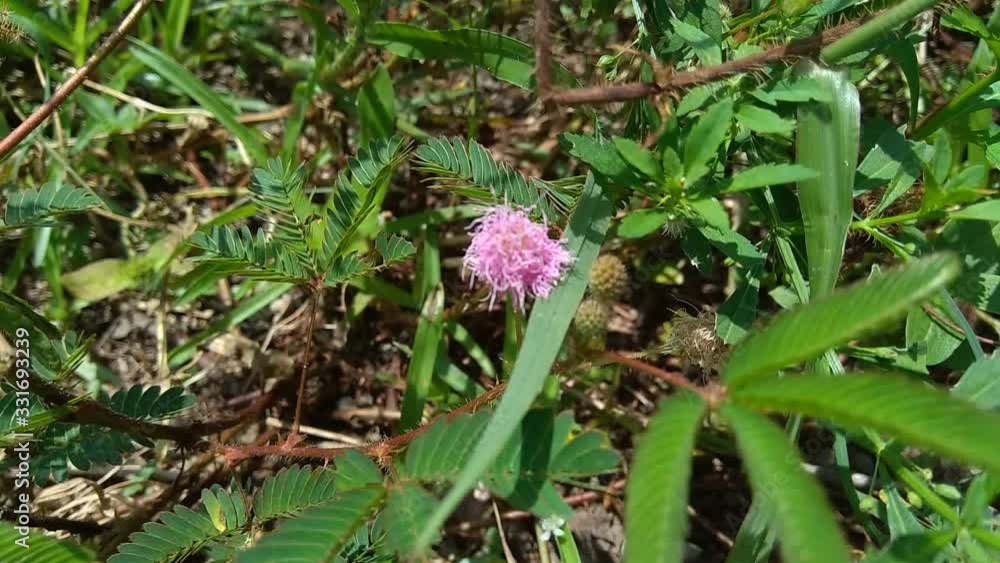 Sensitive plant (Mimosa pudica) with natural background Sensitive plant (Mimosa pudica) with natural background