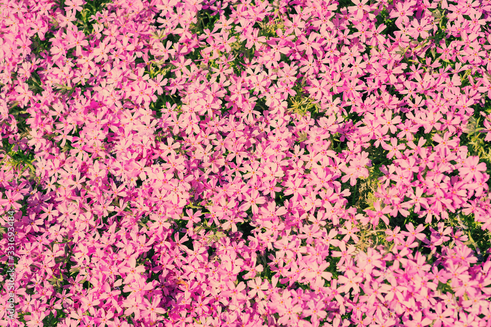 Background of pink flowers Phlox subulata Background of pink flowers Phlox subulata