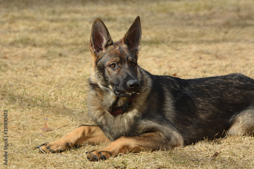 German Sheppard dog laying down German Sheppard dog laying down