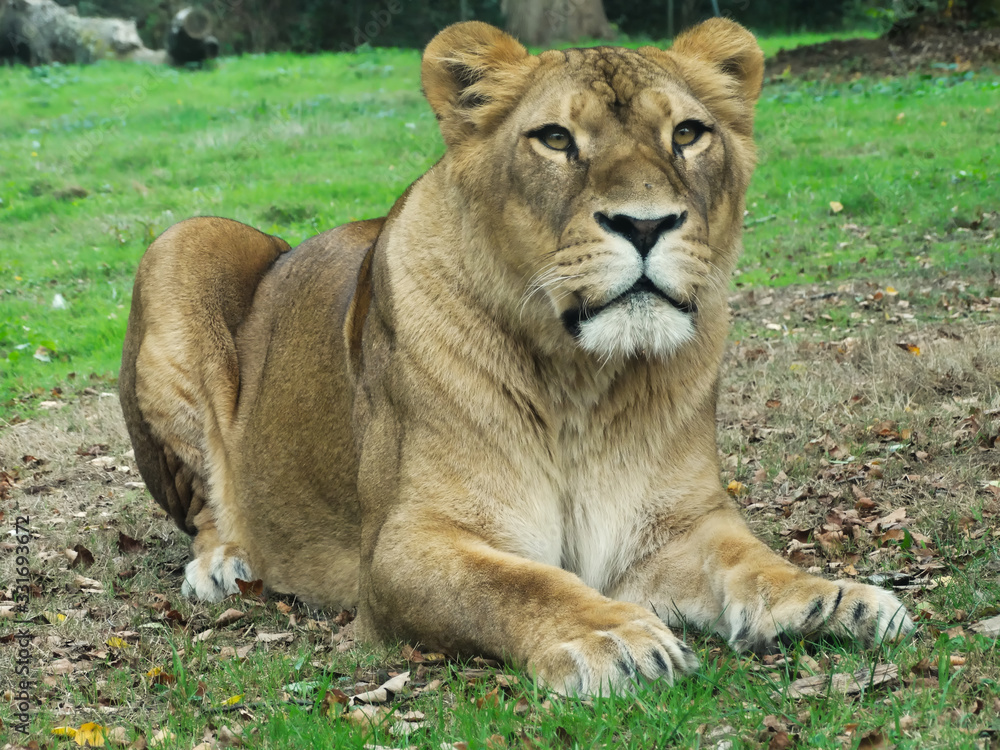 Lionne au repos plan de face Lionne au repos plan de face