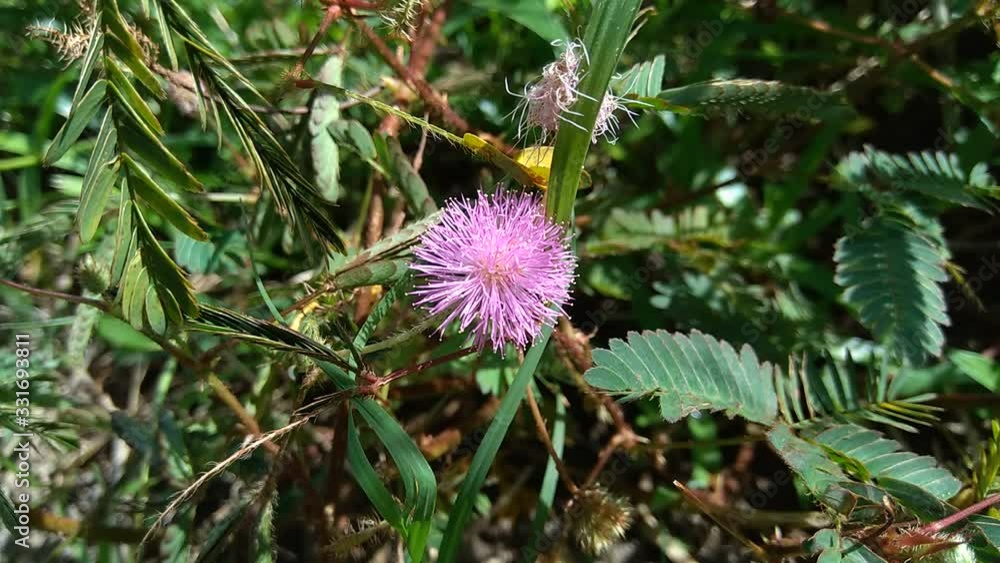 Sensitive plant (Mimosa pudica) with natural background Sensitive plant (Mimosa pudica) with natural background